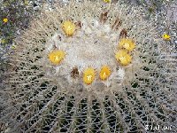 Kroenleinia (ex Echinocactus grusonii)